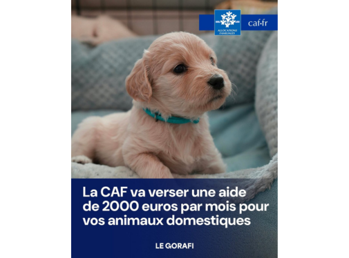La Caf renforce son action contre la désinformation
